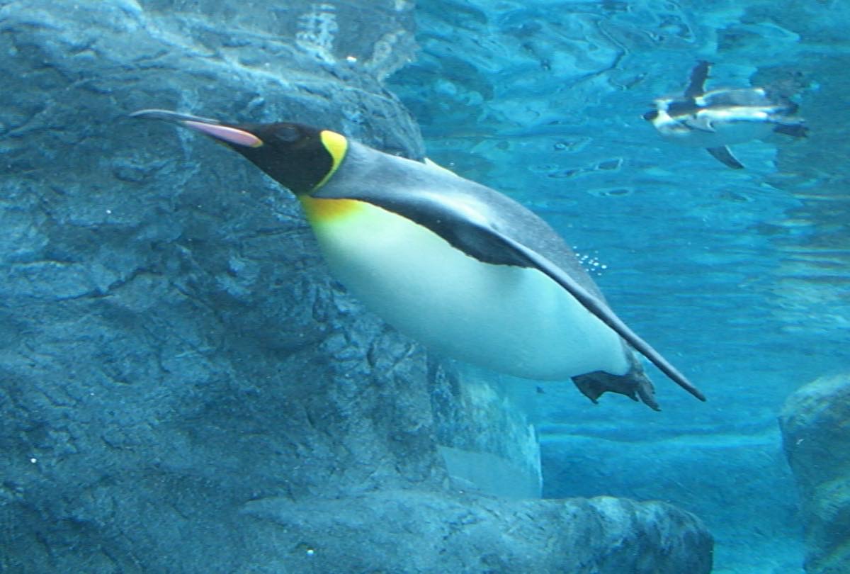 旭山動物園ペンギン館