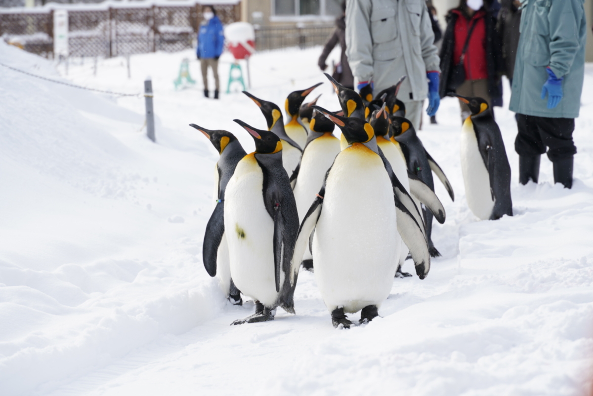 ペンギンの散歩 あさひやま動物園チャンネル