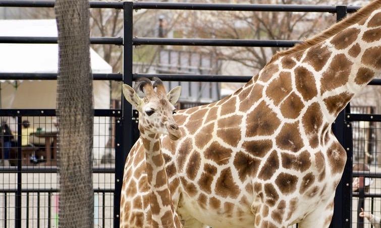 旭山動物園キリンの赤ちゃん