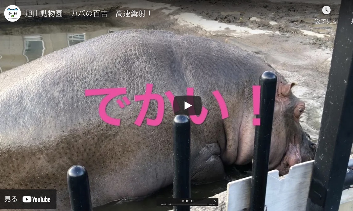 旭山動物園の夏 あさひやま動物園チャンネル